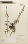 Mimosa hexandra image