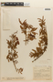 Mimosa hexandra image