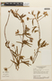 Mimosa hirsutissima var. hirsutissima image
