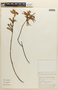 Mimosa hypoglauca var. hypoglauca image