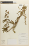 Mimosa incarum image