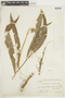 Siphocampylus radiatus image