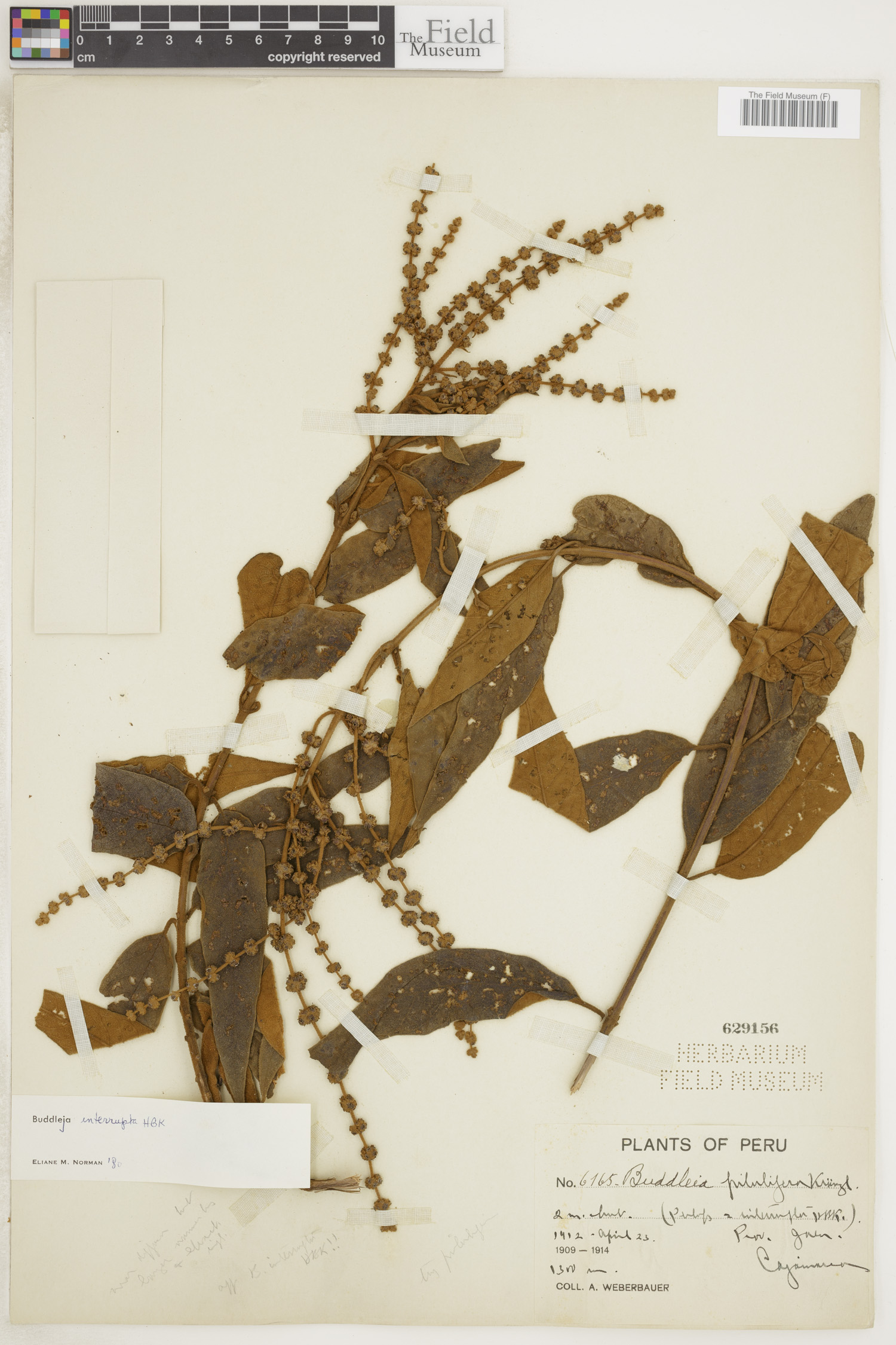 Buddleja interrupta image