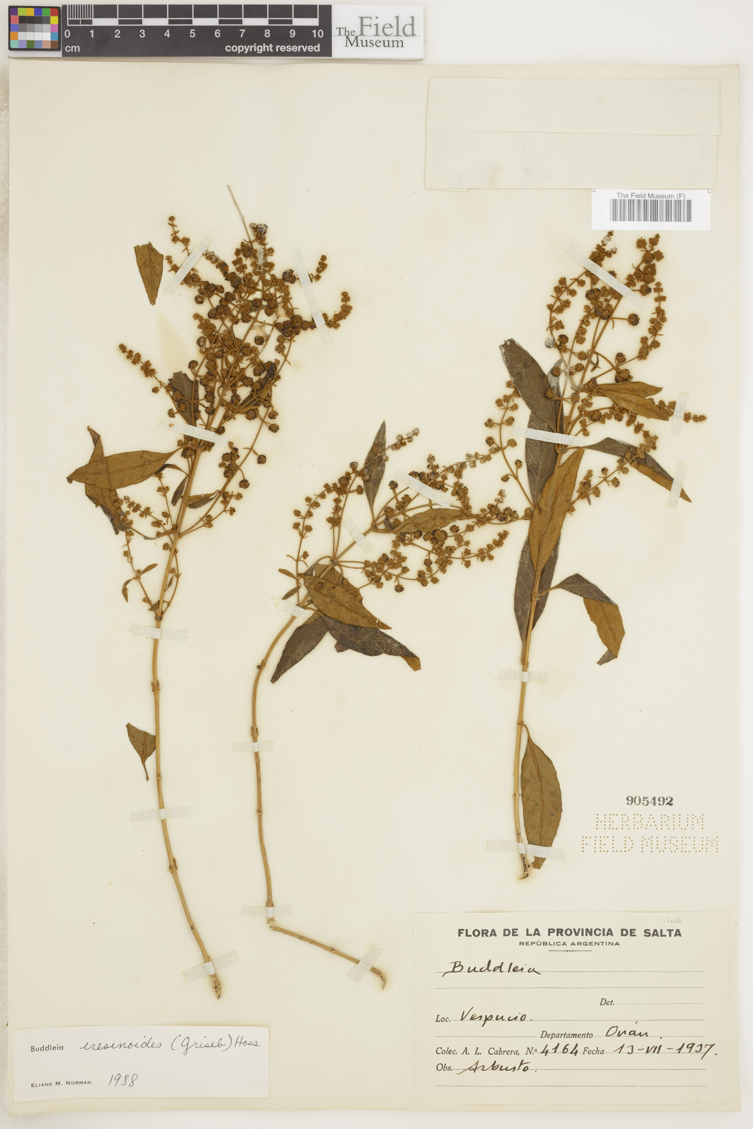 Buddleja iresinoides image