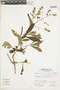 Buddleja longifolia image
