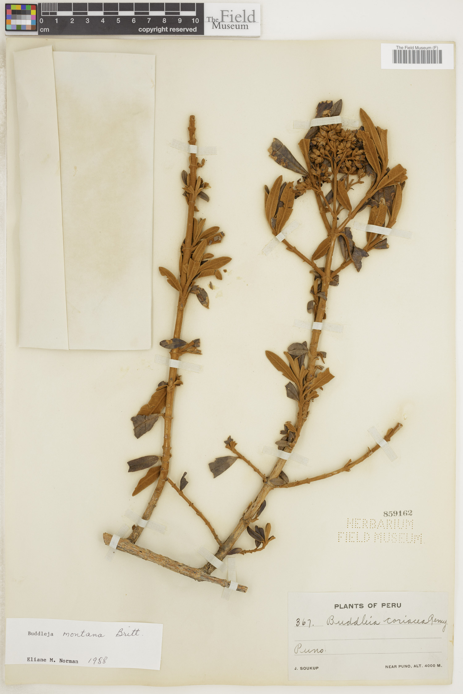 Buddleja montana image