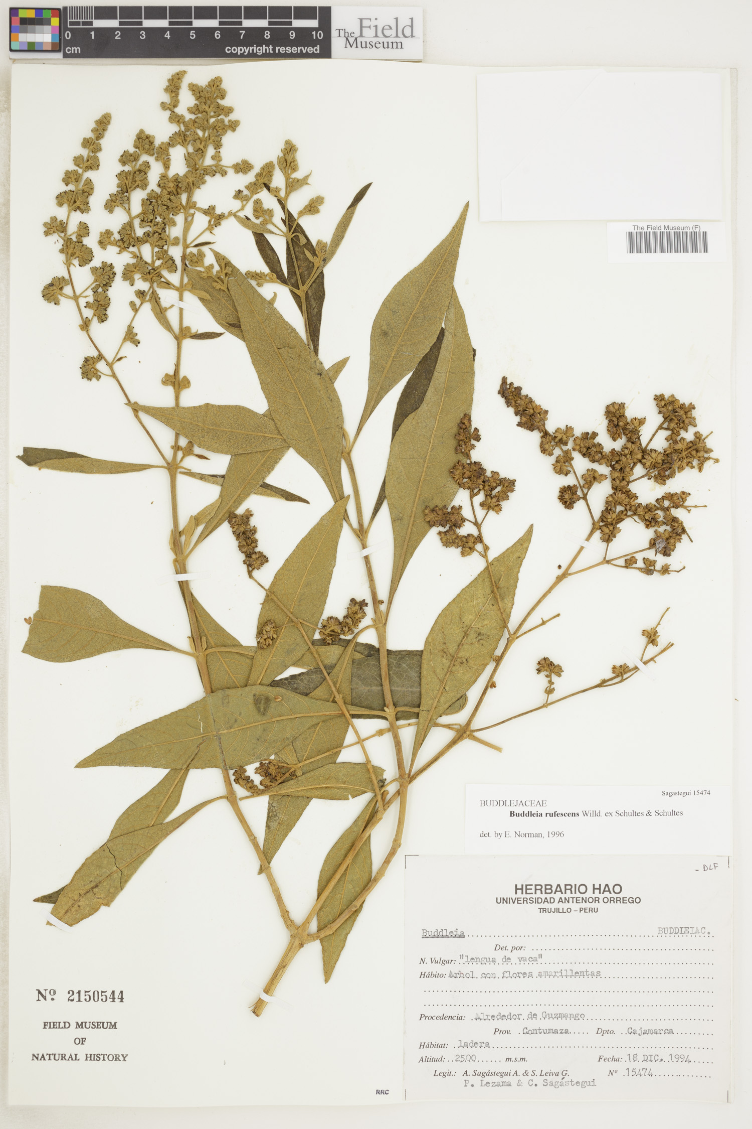 Buddleja rufescens image