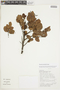 Bonyunia antoniifolia image