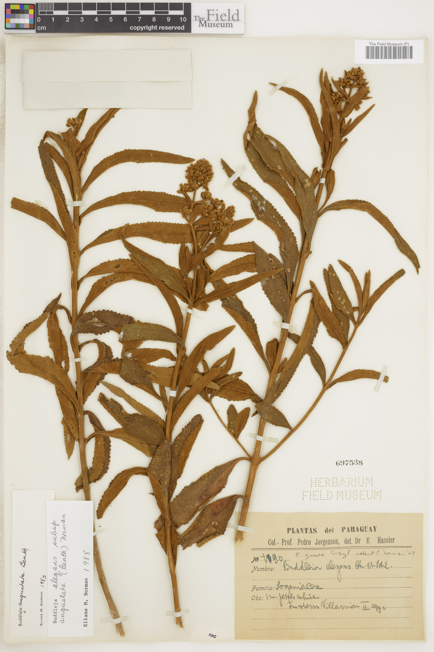Buddleja elegans image