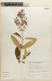Microlepis oleifolia image