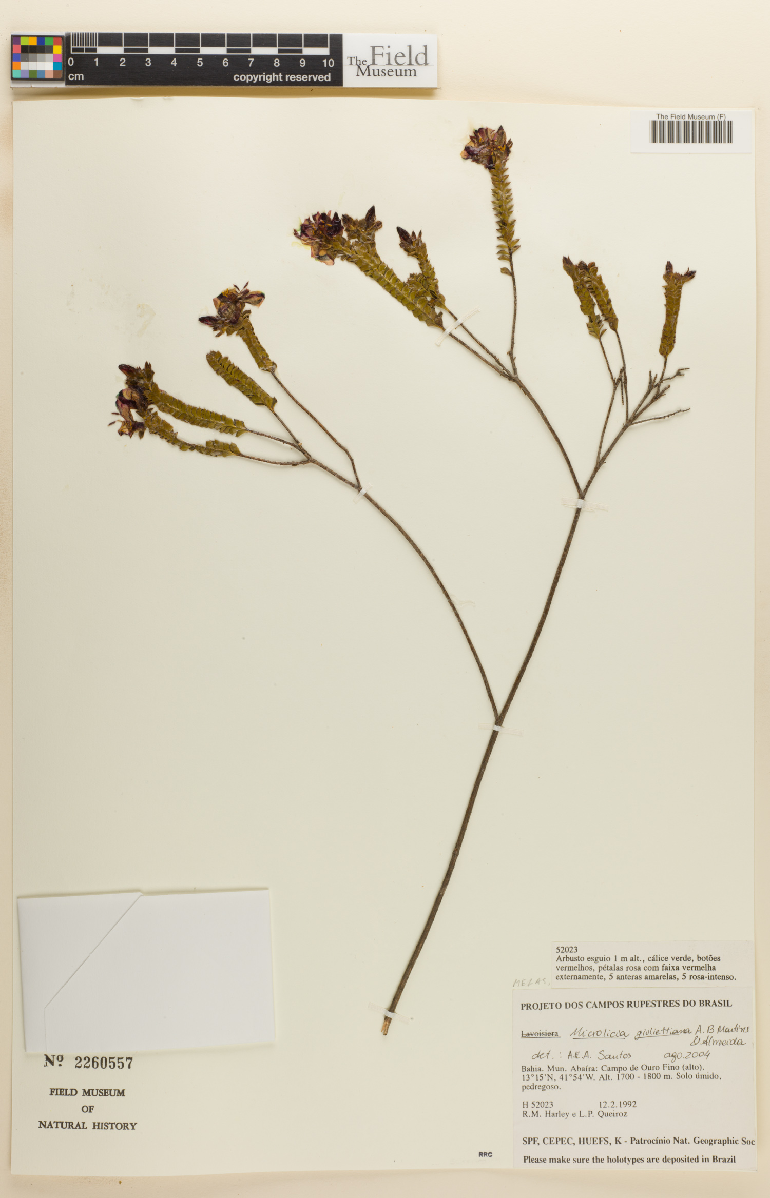 Microlicia giuliettiana image