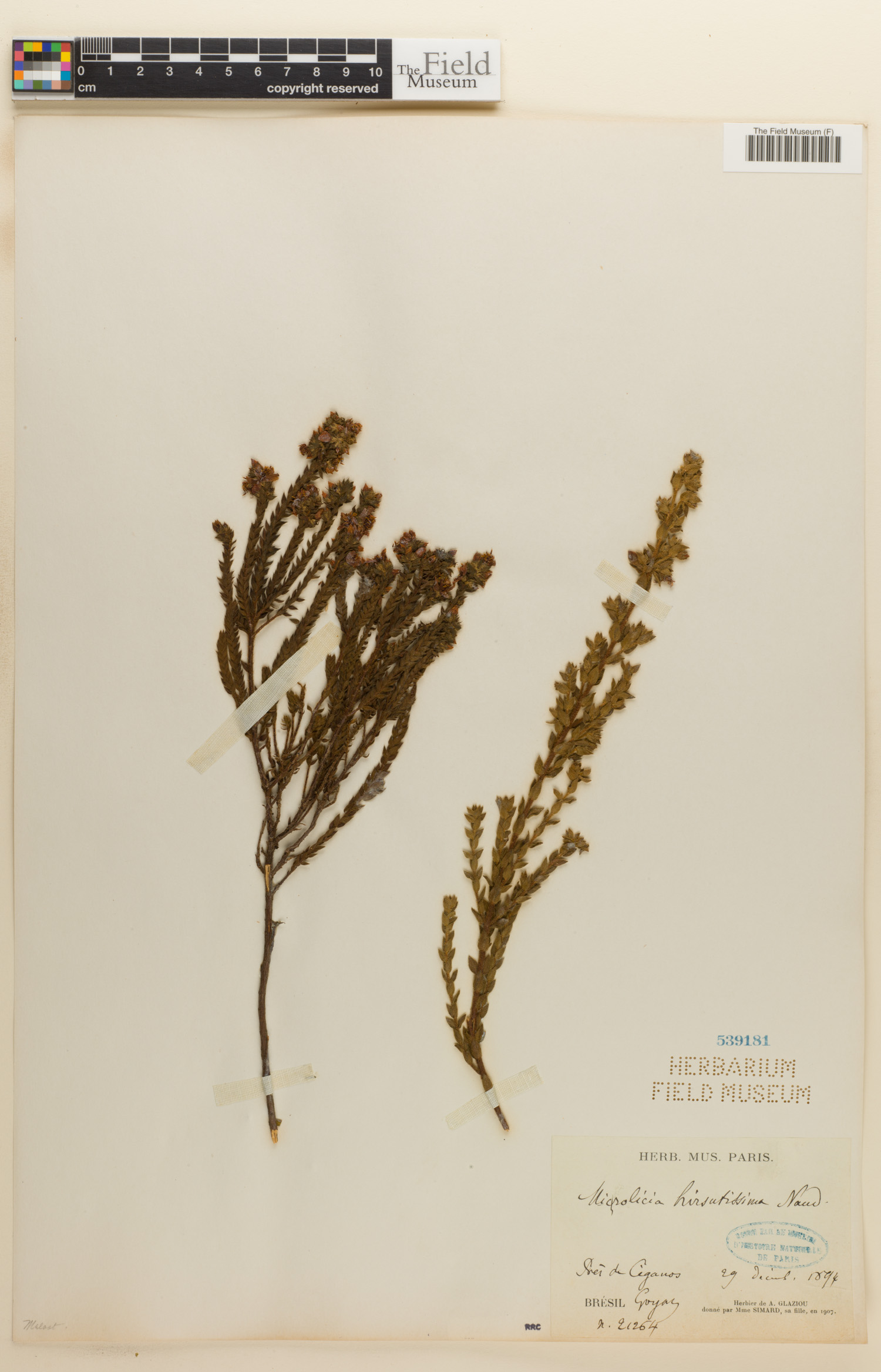 Microlicia hirsutissima image