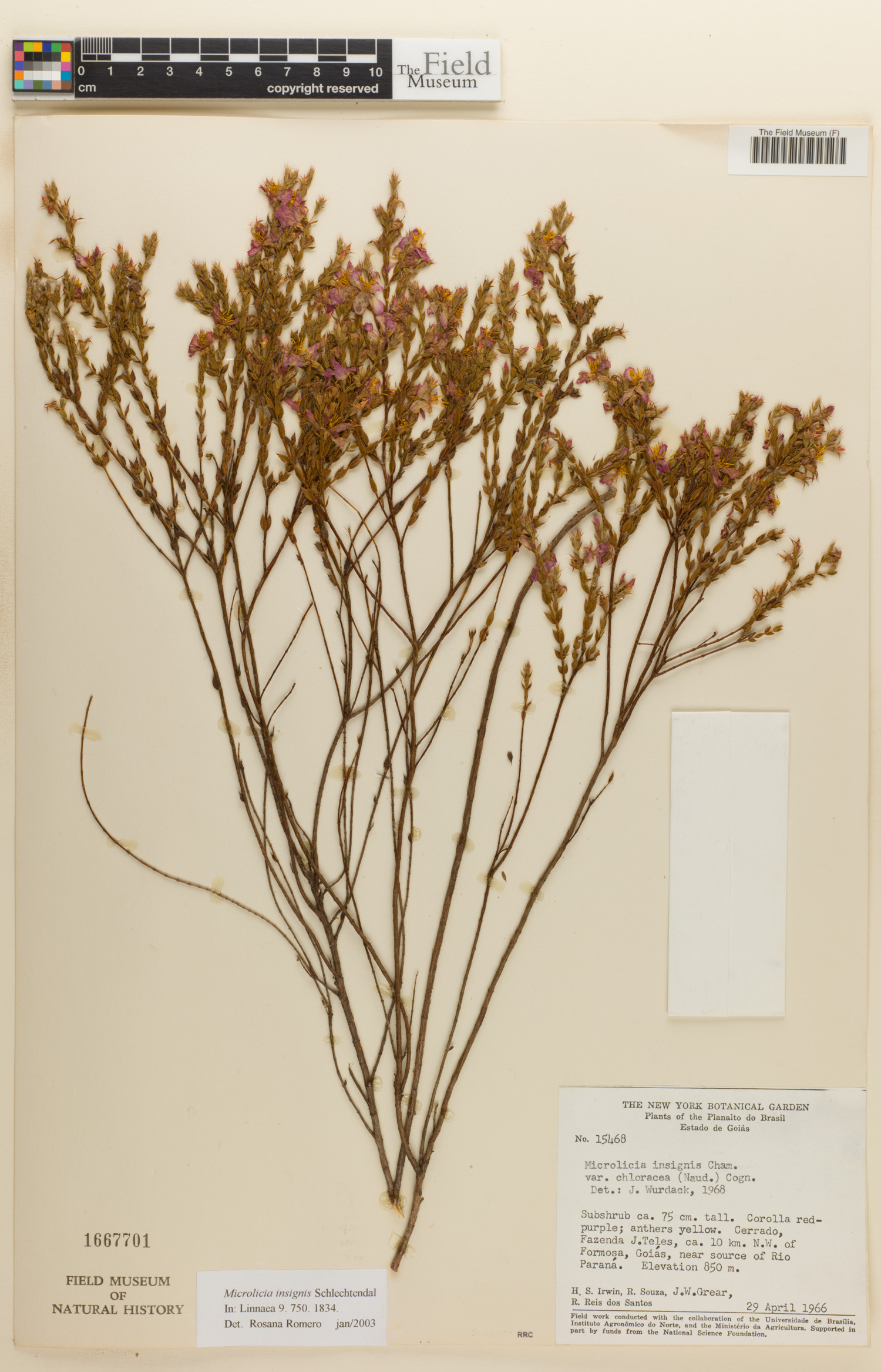 Microlicia insignis image