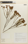 Microlicia isophylla image