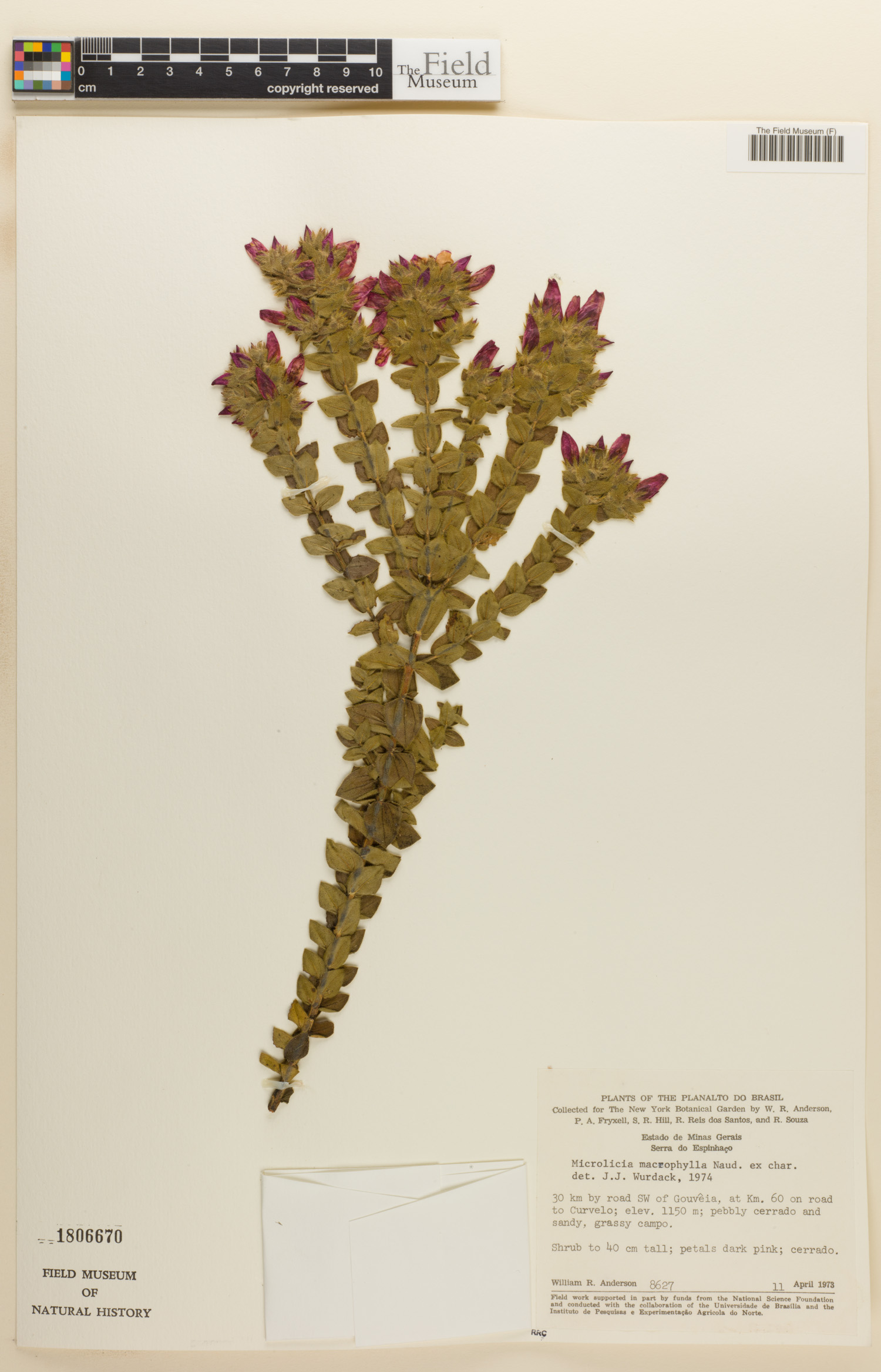 Microlicia macrophylla image