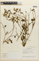 Monochaetum glanduliferum image