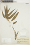 Ossaea angustifolia image