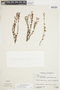 Siphanthera arenaria image
