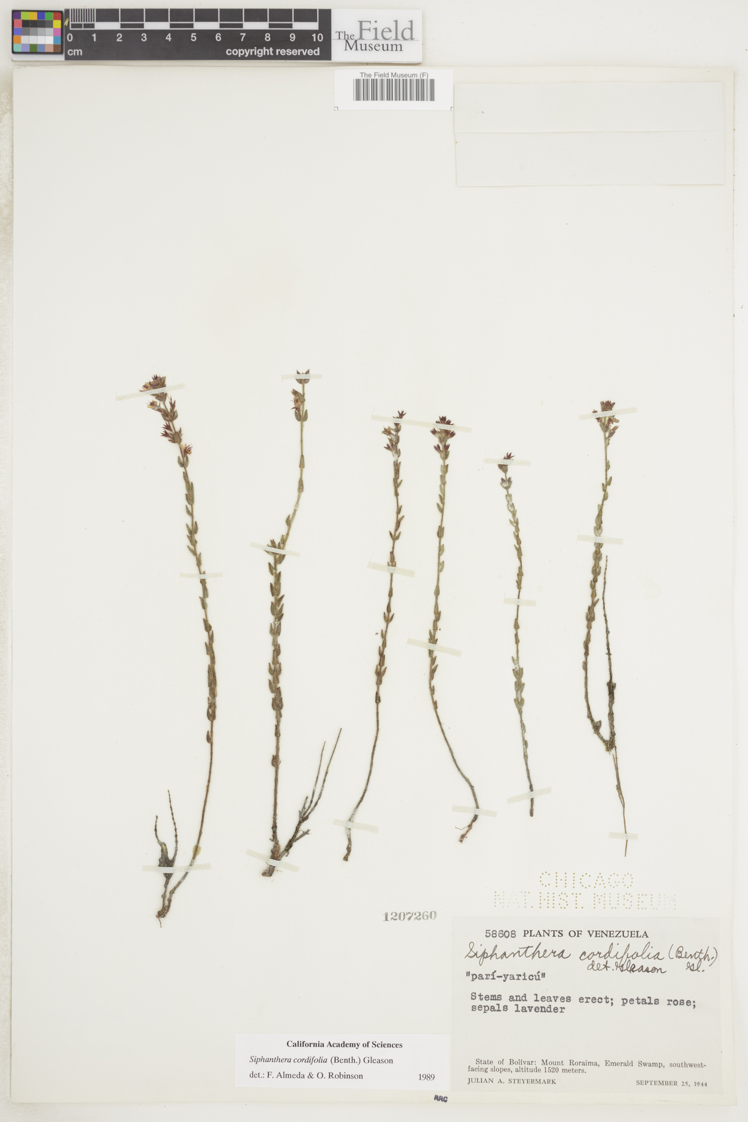 Siphanthera cordifolia image