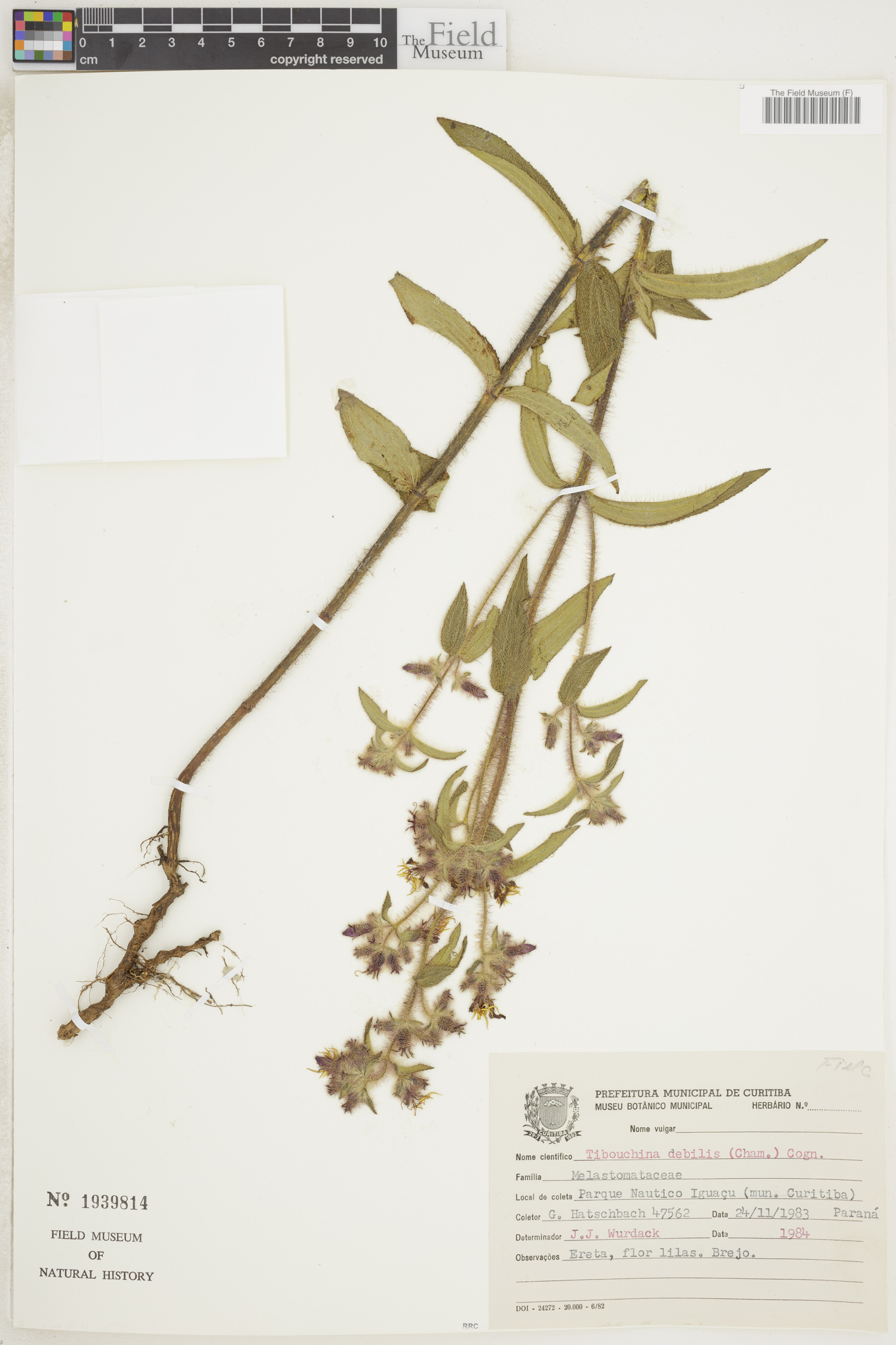Pleroma debile image