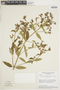 Tibouchina parviflora image