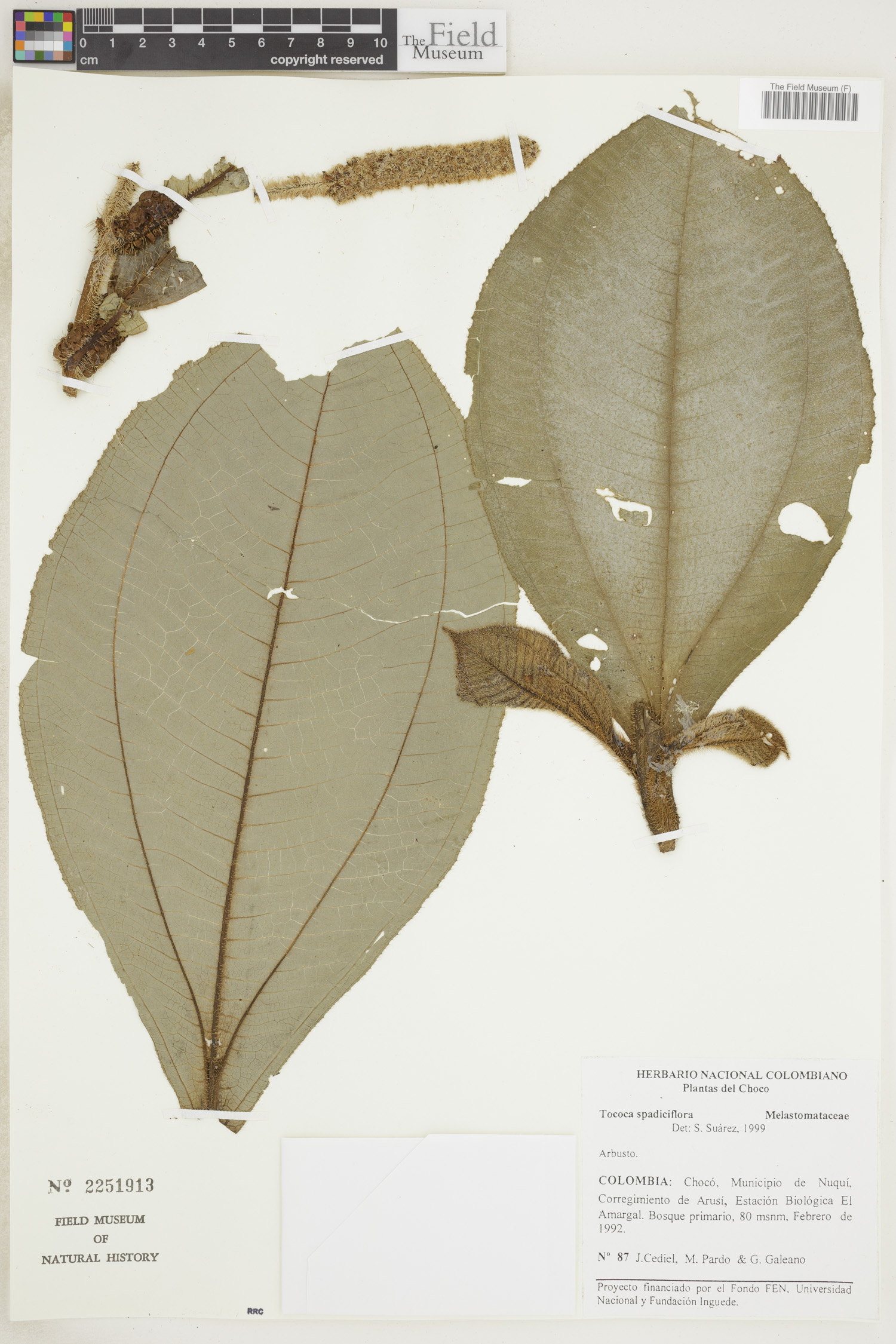 Tococa spadiciflora image