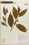 Solanum oblongum image