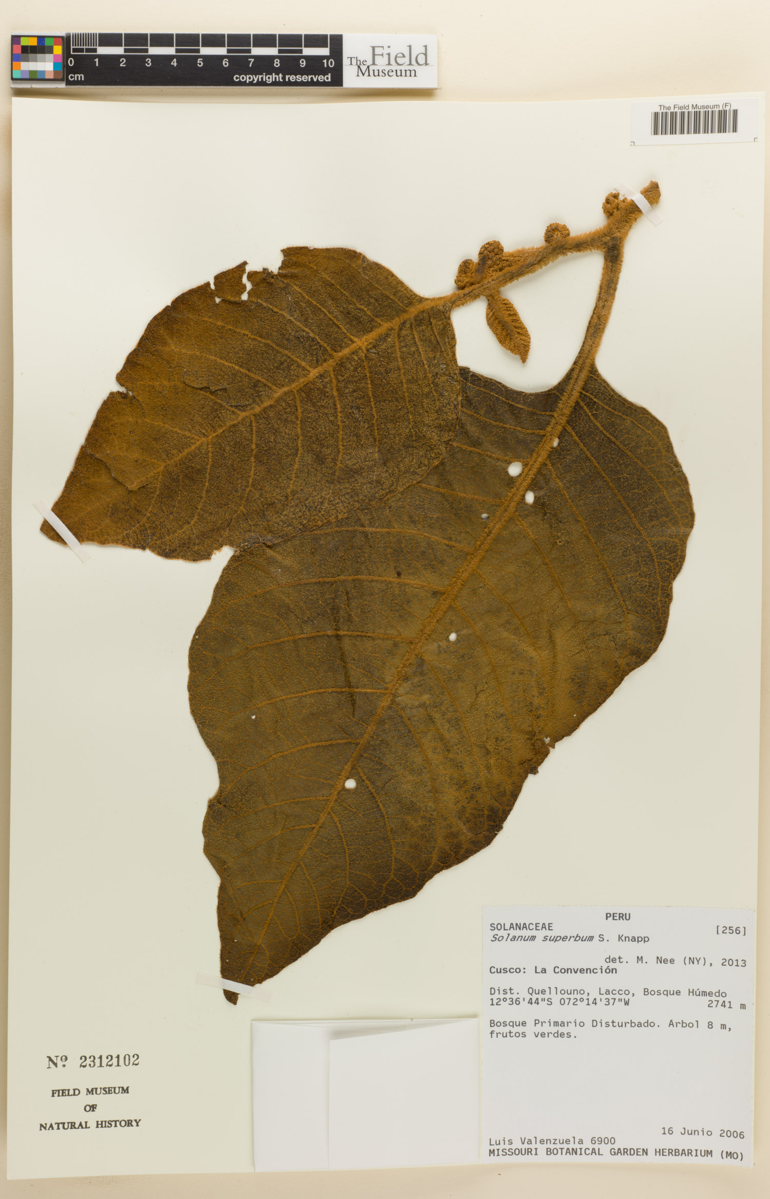 Solanum superbum image