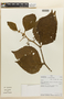 Solanum ursinum image