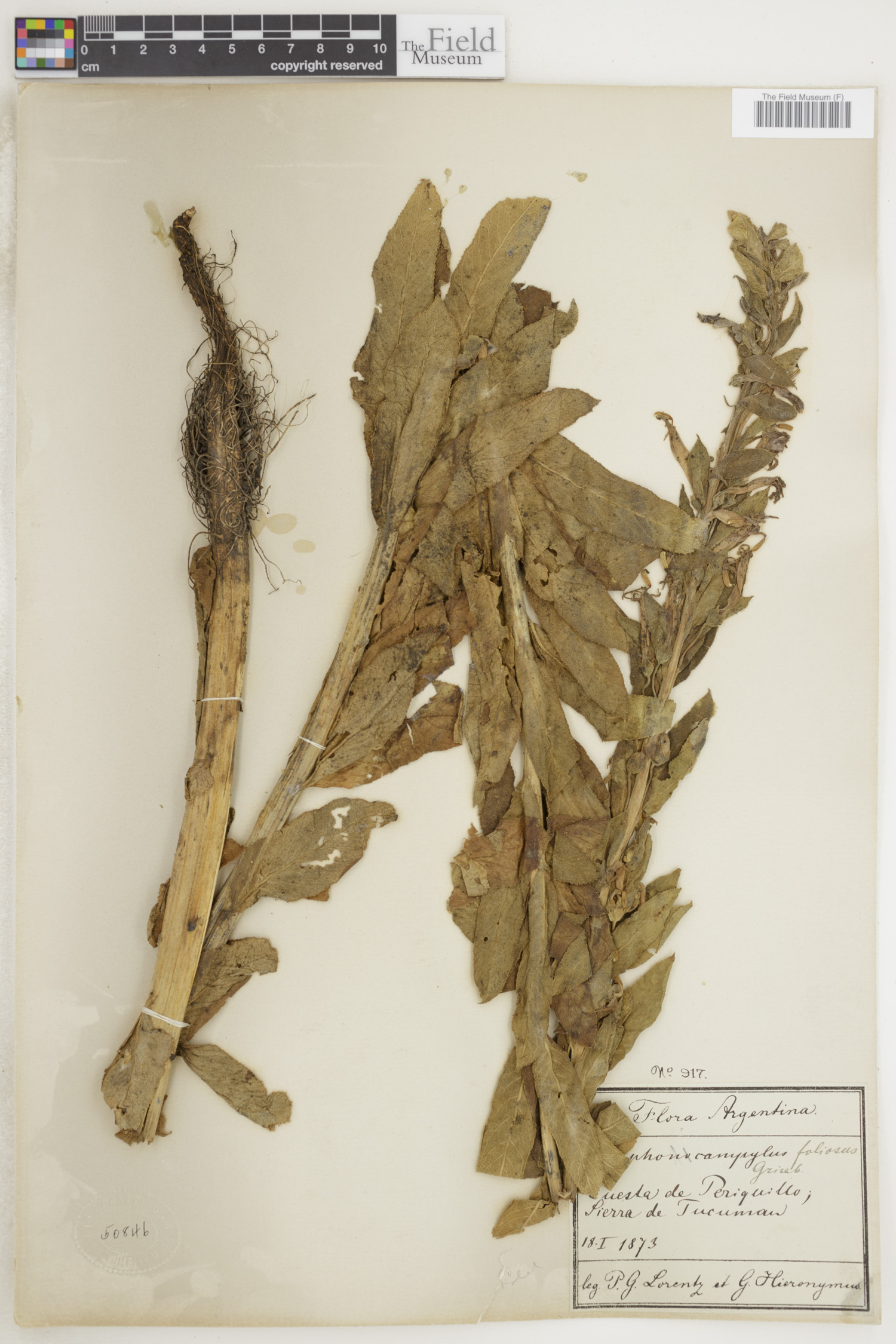 Siphocampylus foliosus image