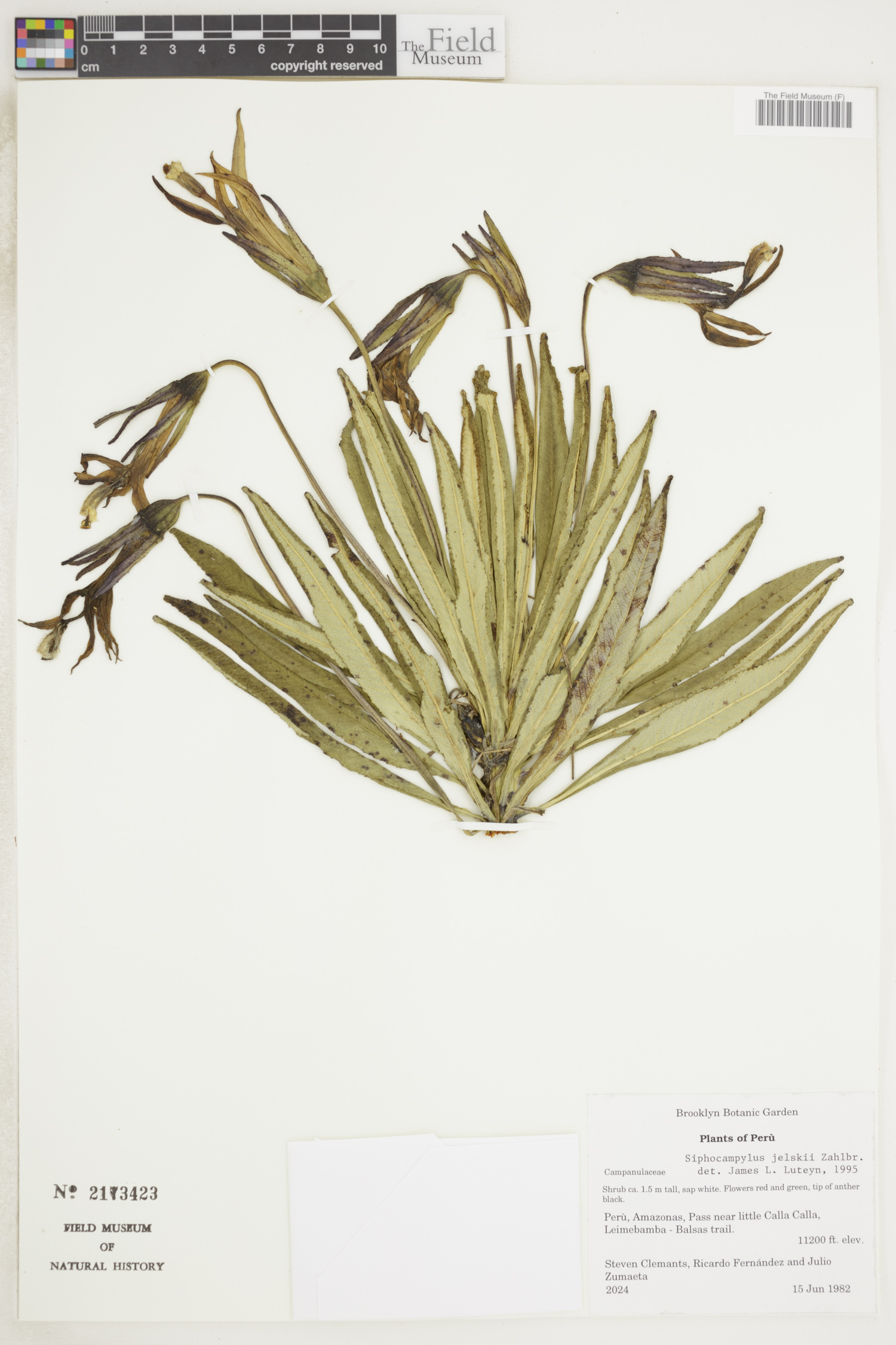 Siphocampylus jelskii image