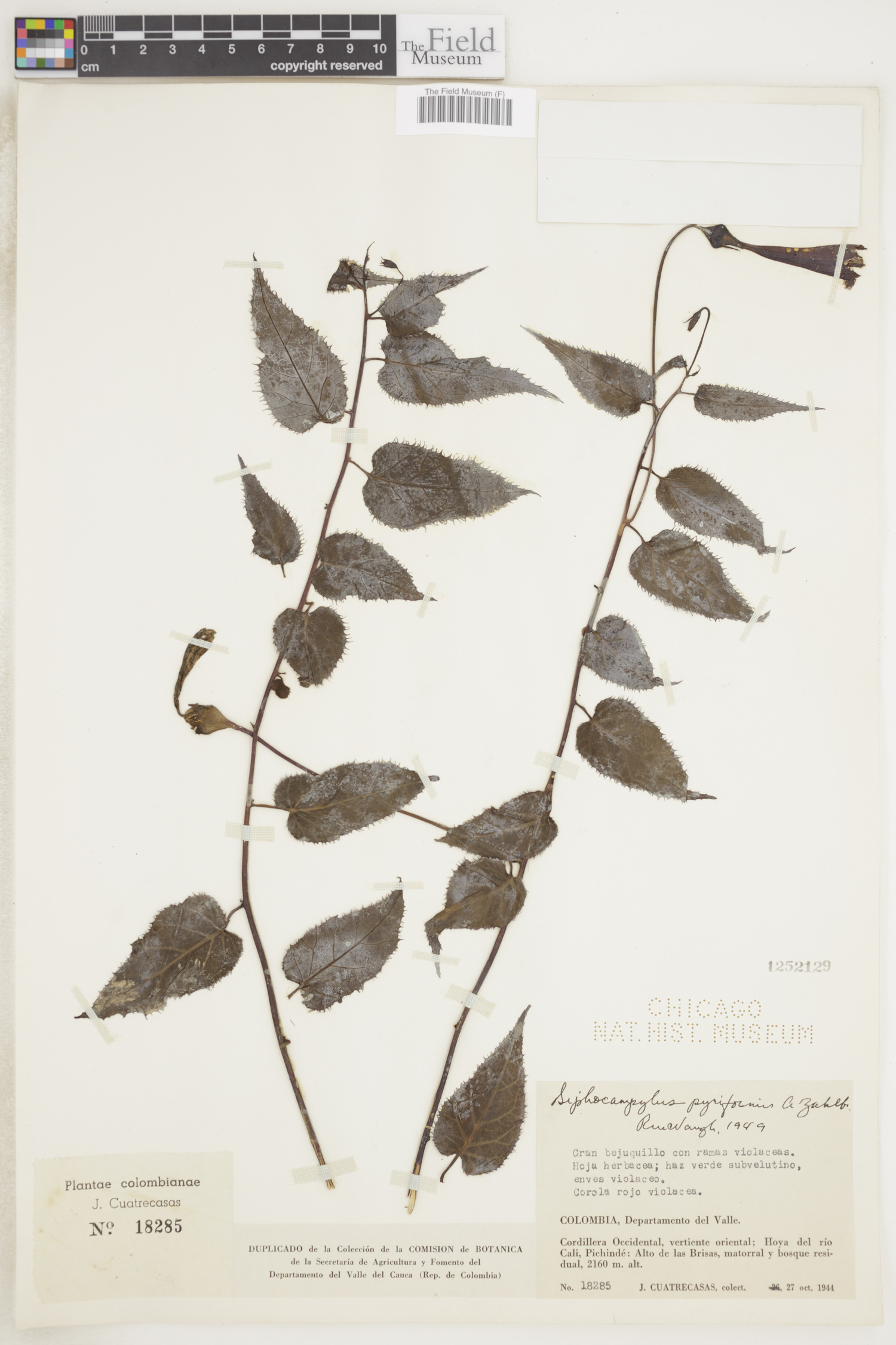 Siphocampylus pyriformis image