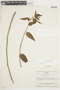 Siphocampylus reticulatus image