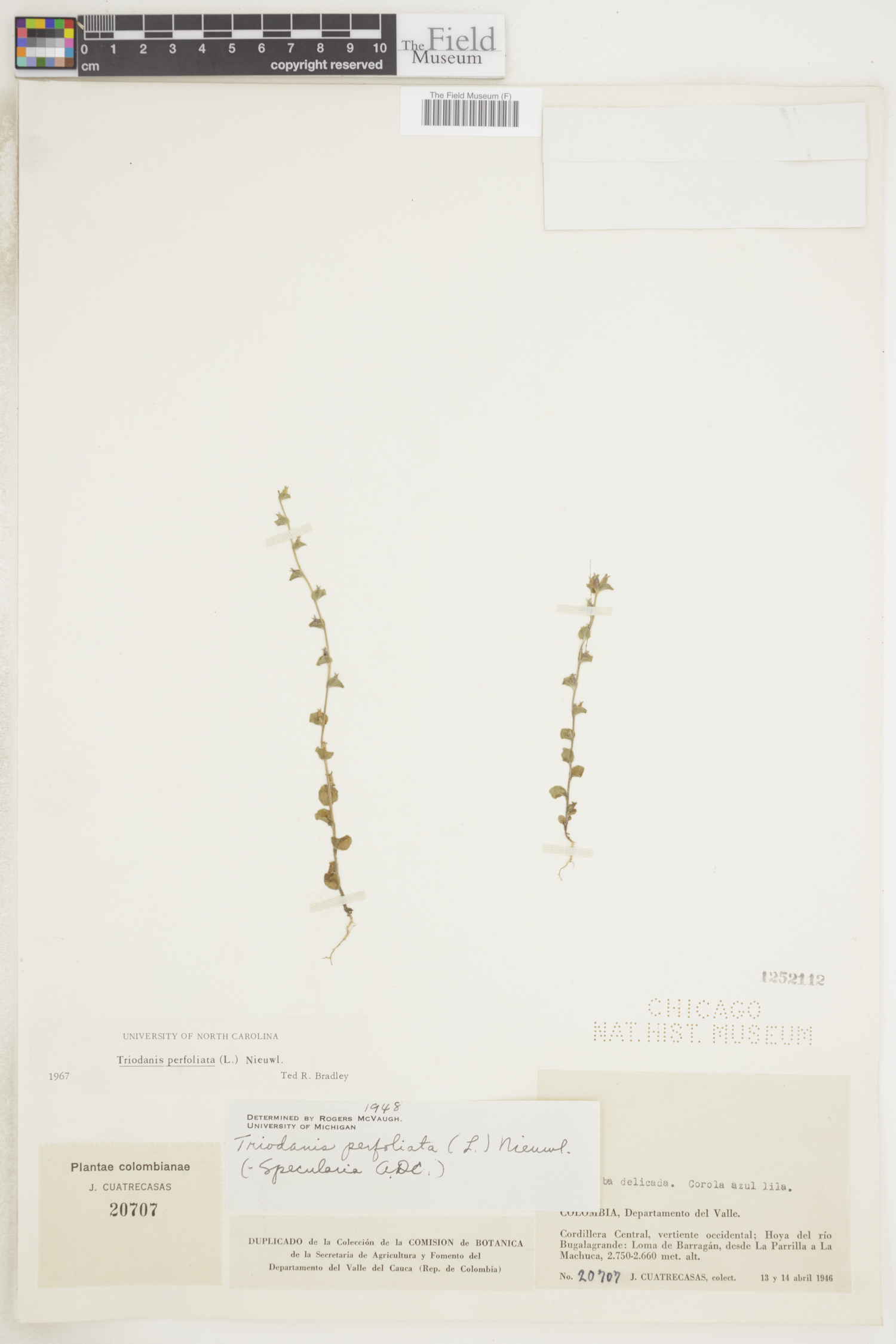 Triodanis image
