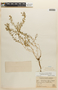 Wahlenbergia arida image