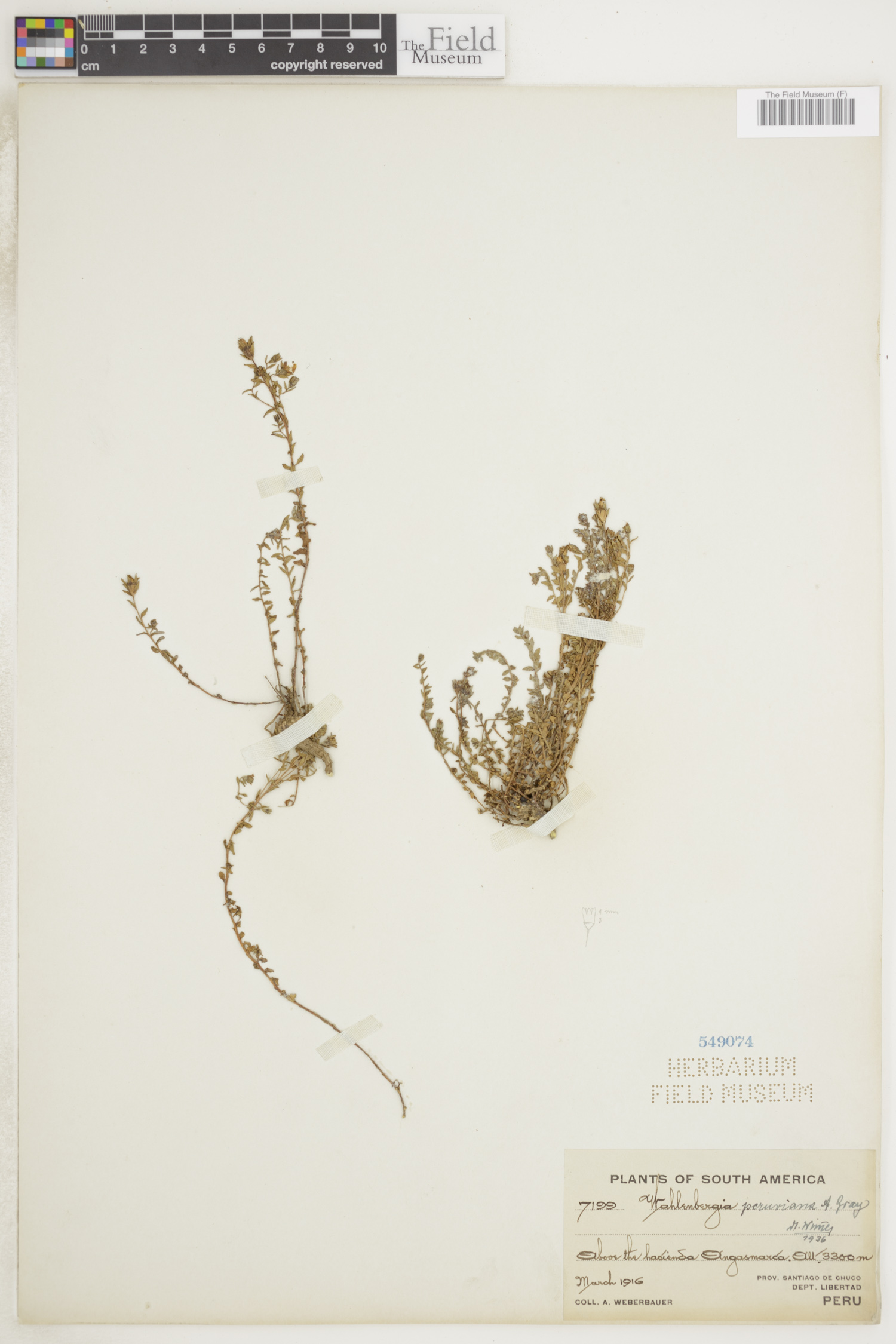 Wahlenbergia peruviana image