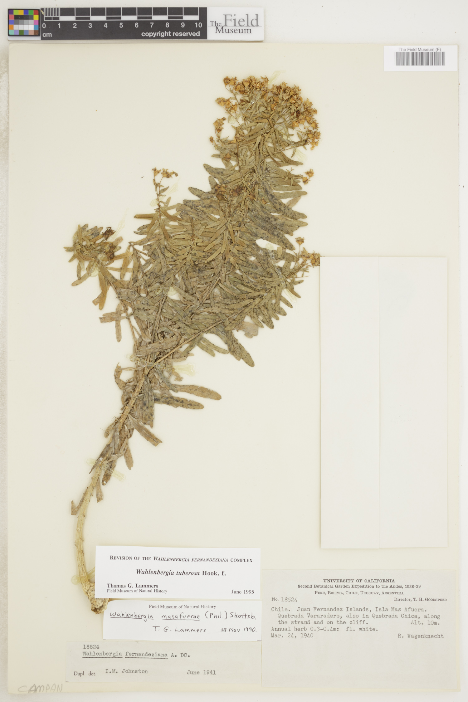 Wahlenbergia tuberosa image
