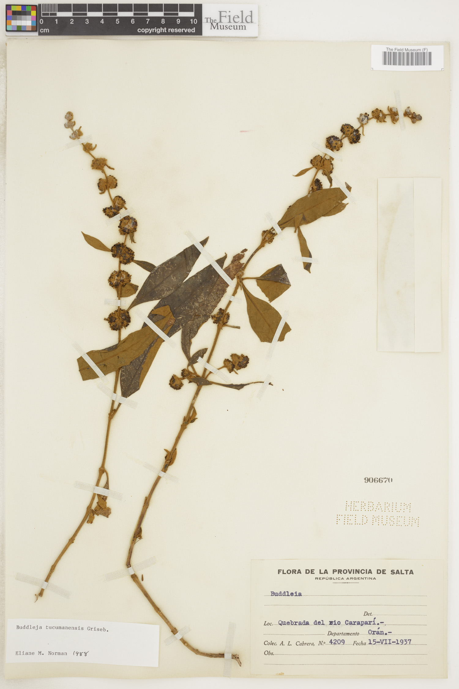 Buddleja tucumanensis thumbnail