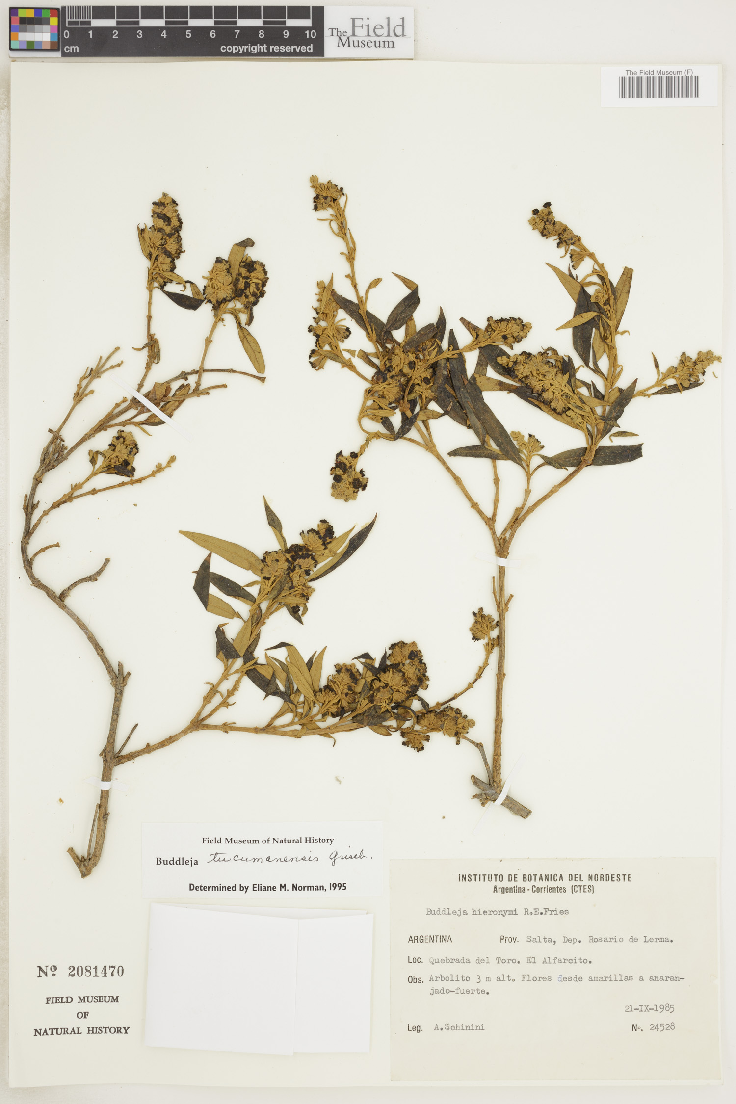 Buddleja tucumanensis image
