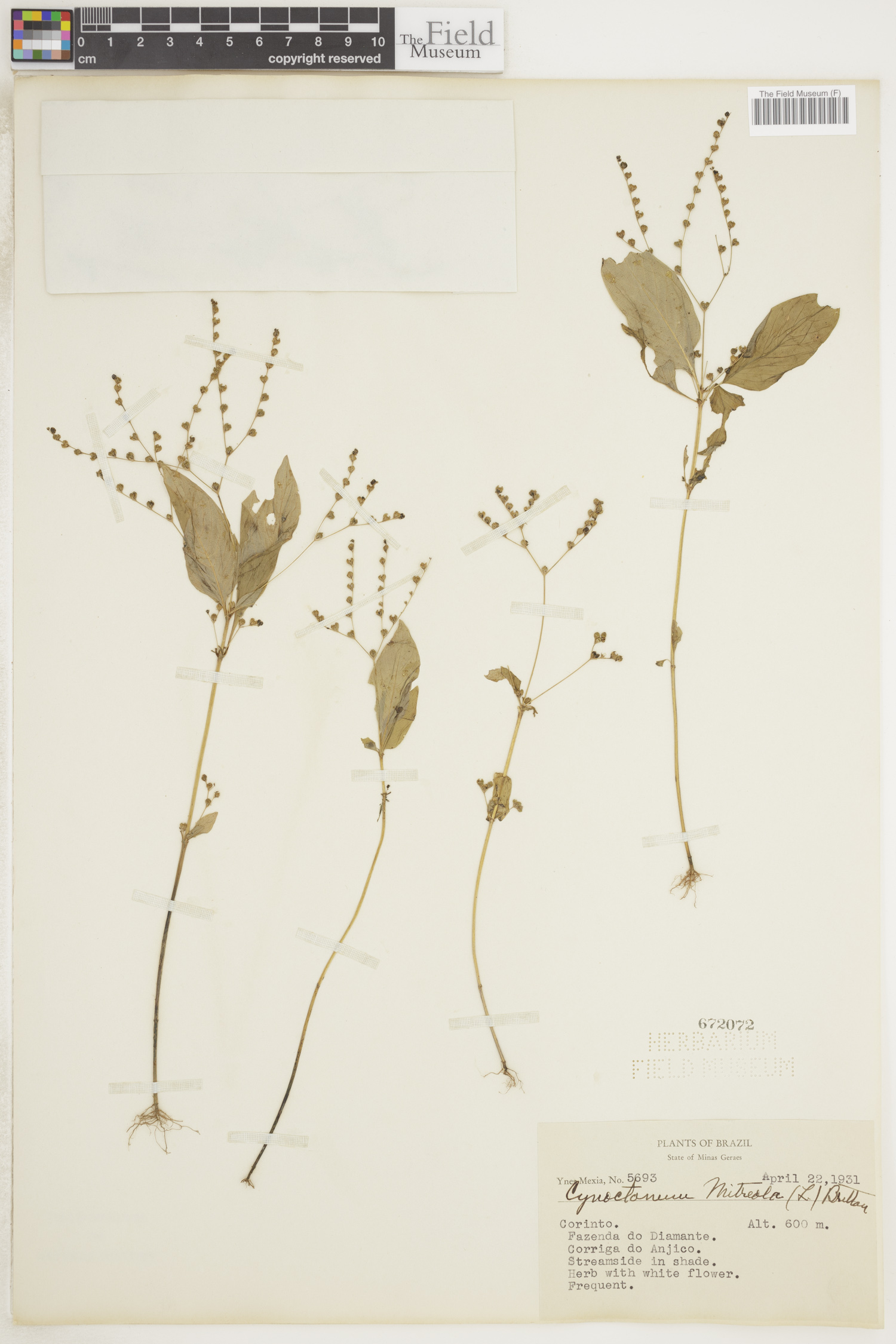 Cynoctonum mitreola image
