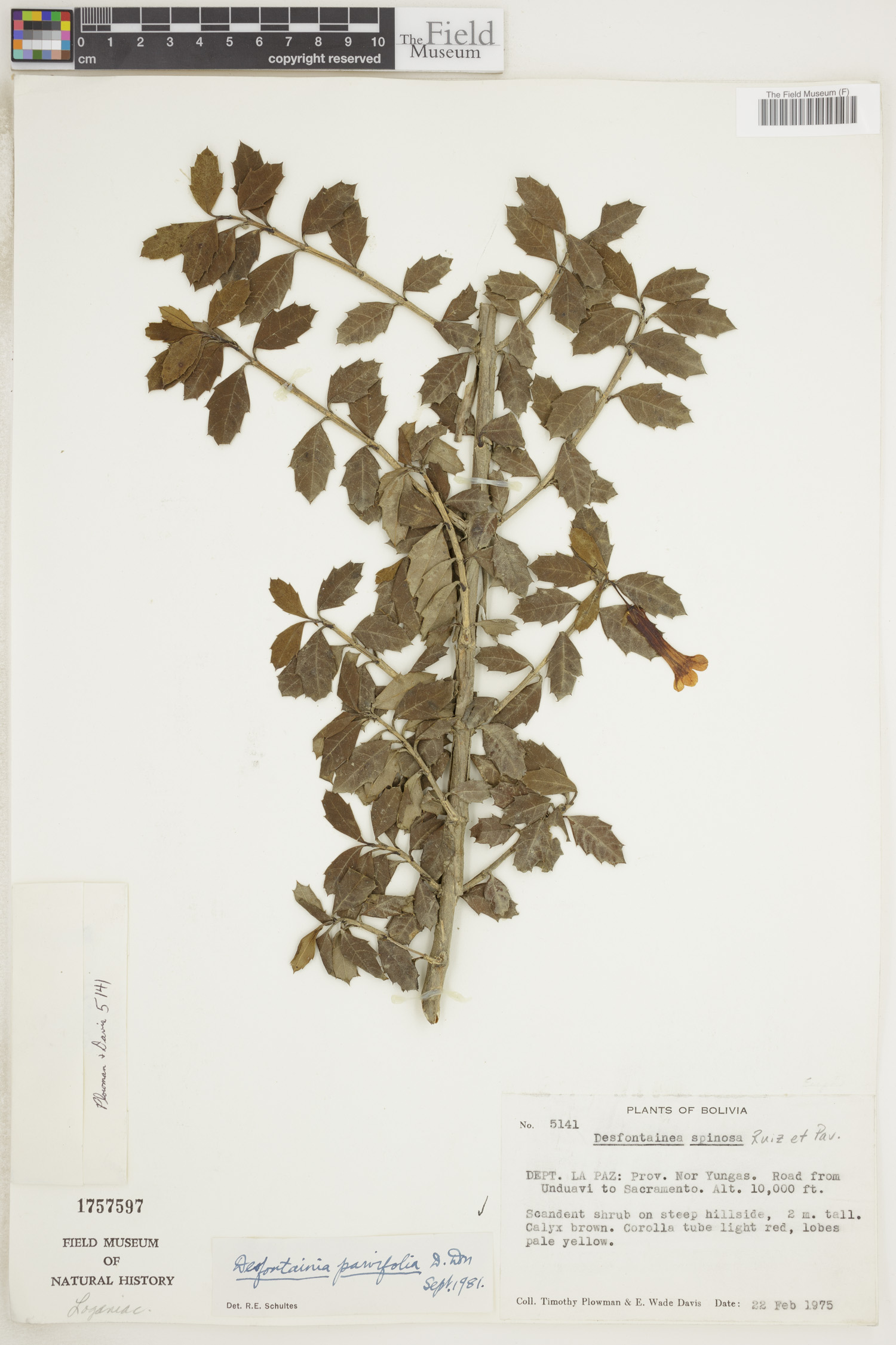 Desfontainia parvifolia image