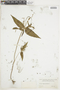 Spigelia anthelmia image