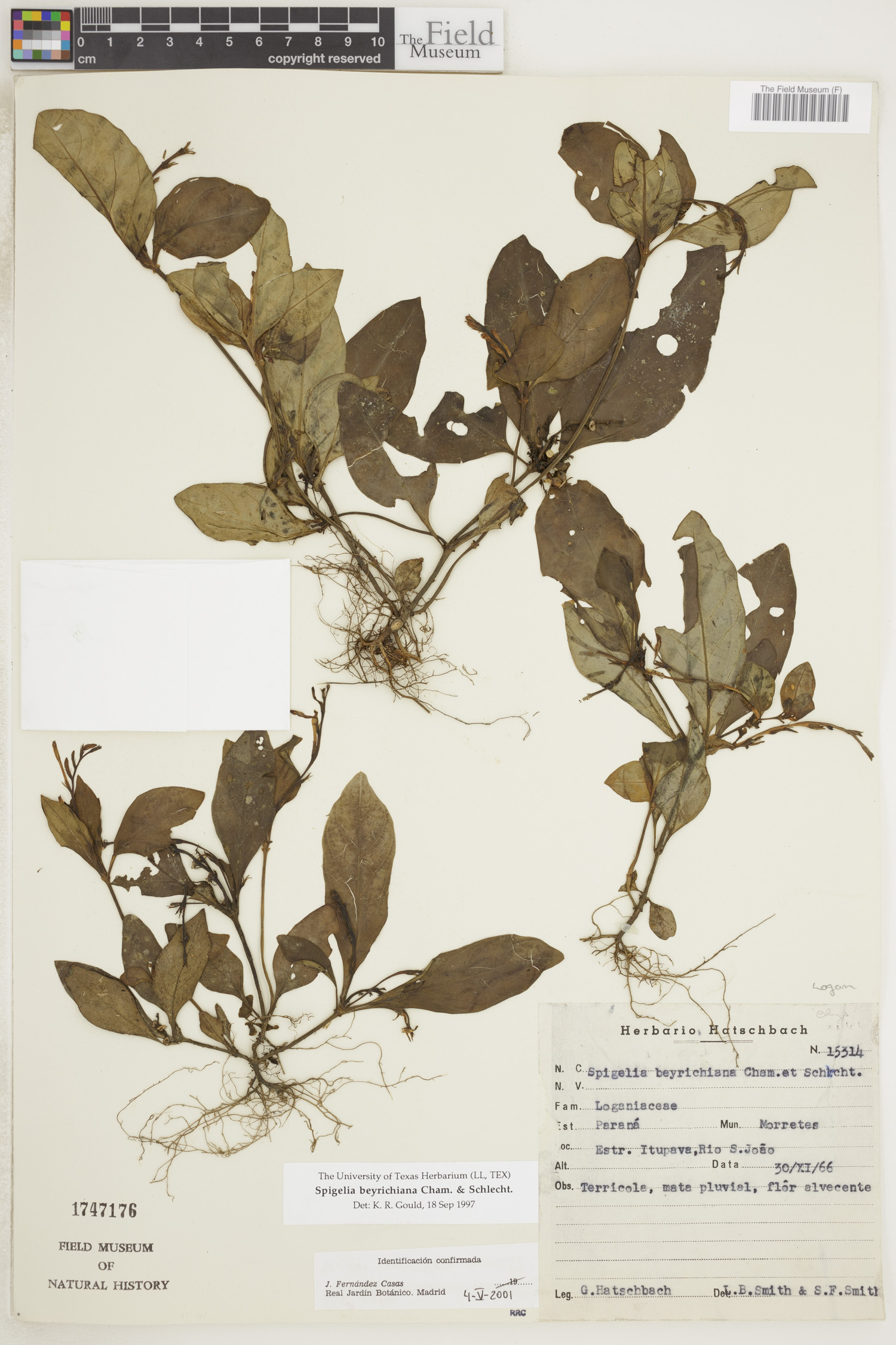 Spigelia beyrichiana image