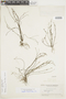 Spigelia gracilis image