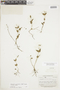 Spigelia guianensis image