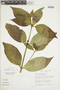 Spigelia pedunculata image