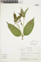 Spigelia pedunculata image