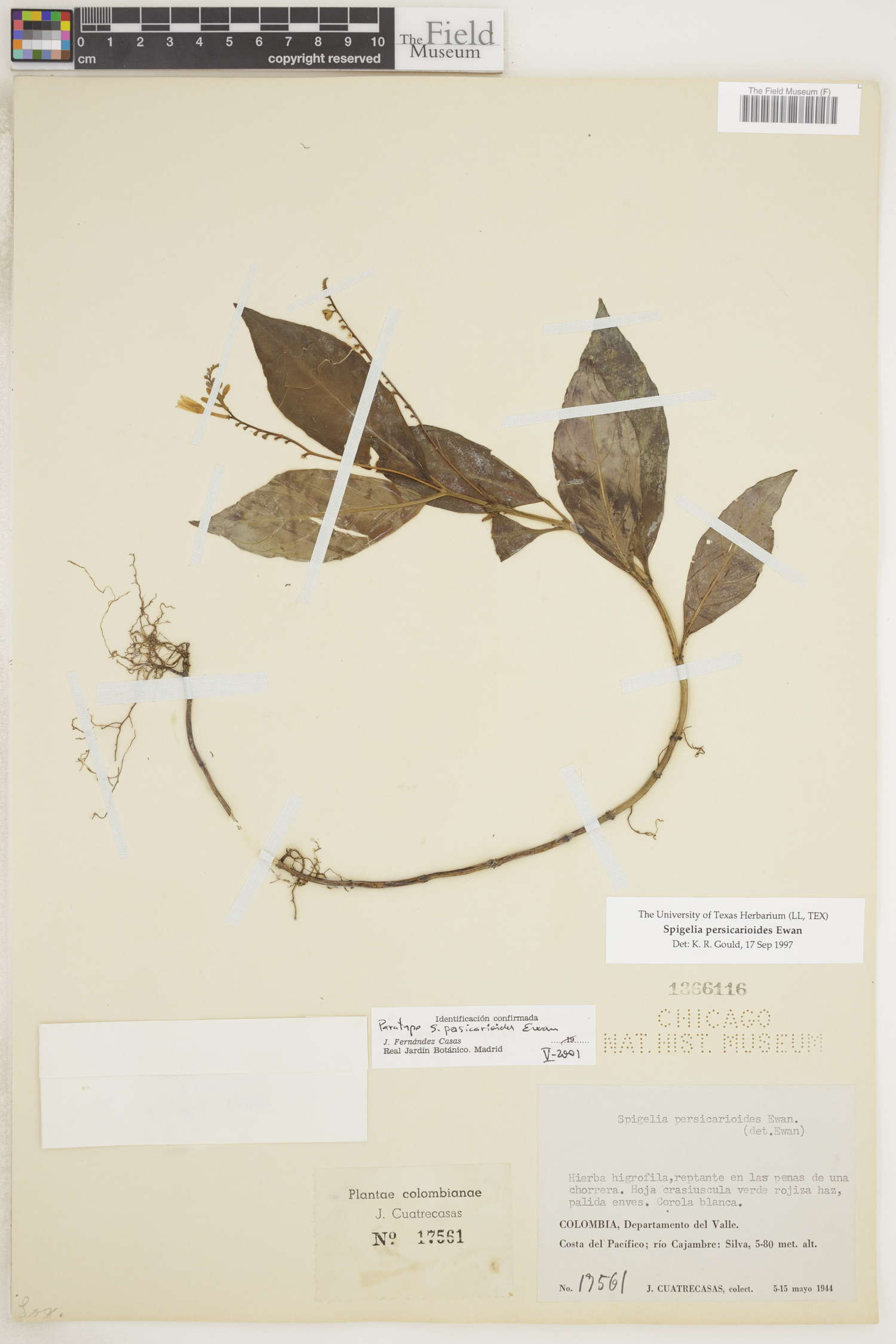 Spigelia persicarioides image