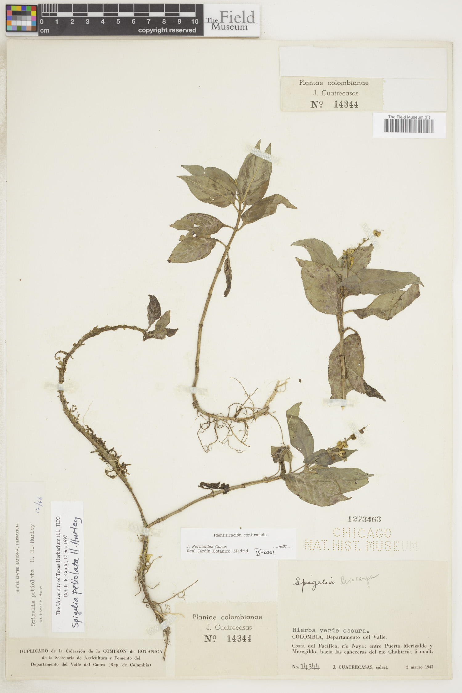 Spigelia petiolata image