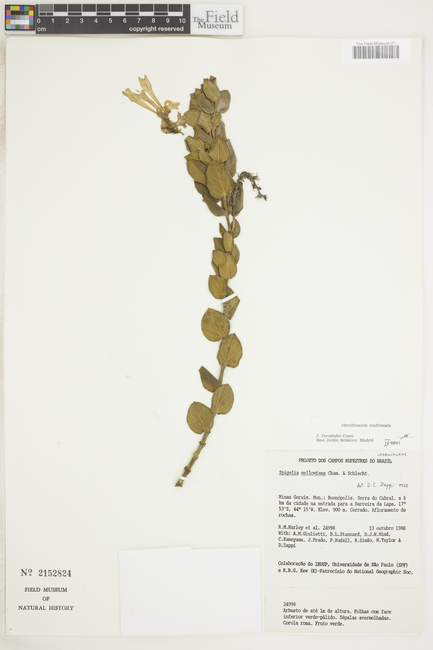 Spigelia sellowiana image